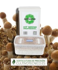 Pan de setas Golden Teacher | Setnatur