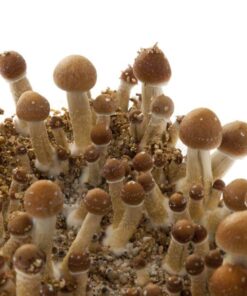 Pan de setas McKennaii | Cultivo Técnico