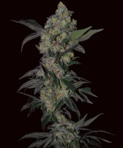 Tropical Punch | Feminizadas | Calibiza seeds