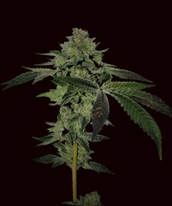 #4Real Cookies | Feminizadas | Calibiza seeds