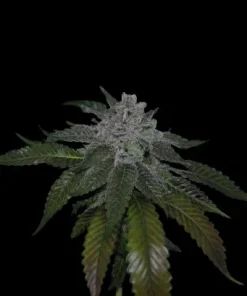 Grape Baked | Regulares | Calibiza seeds