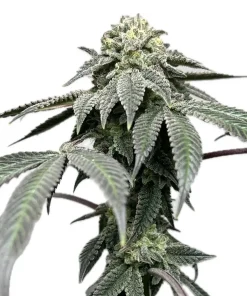 Topanga Cake | Regulares | Calibiza seeds