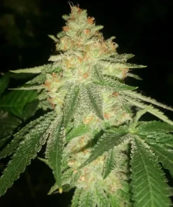 White Butter Og | Regulares | Calibiza seeds