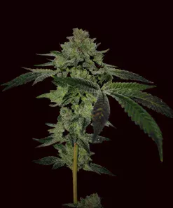 #4Real Cookies | Feminizadas | Calibiza seeds