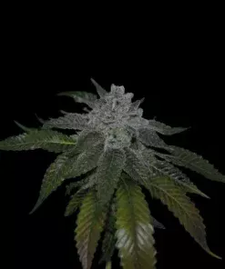 Grape Baked | Regulares | Calibiza seeds
