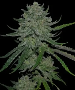 Magilla Gorilla | Feminizadas | Calibiza seeds