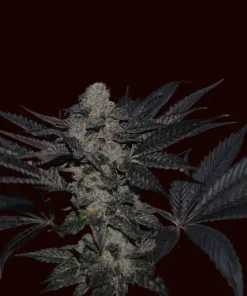 Mendocino Miracle | Regulares | Calibiza seeds