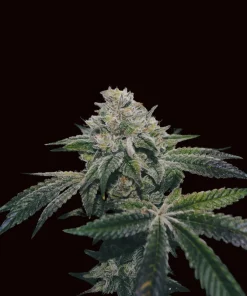 Sugar Mints | Regulares | Calibiza seeds