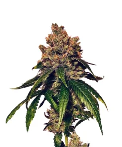 ForbiddenZ | Feminizadas | Calibiza seeds