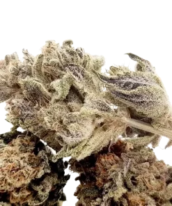 Sa Talaia Sherbet | Feminizadas | Calibiza seeds