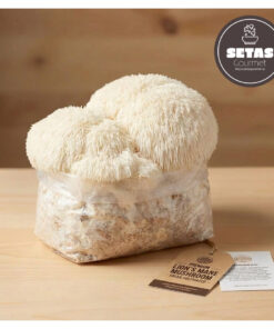 Kit de cultivo Melena de león | Setas Gourmet
