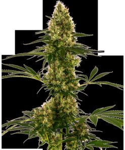 #119 Auto — Sensi Seeds