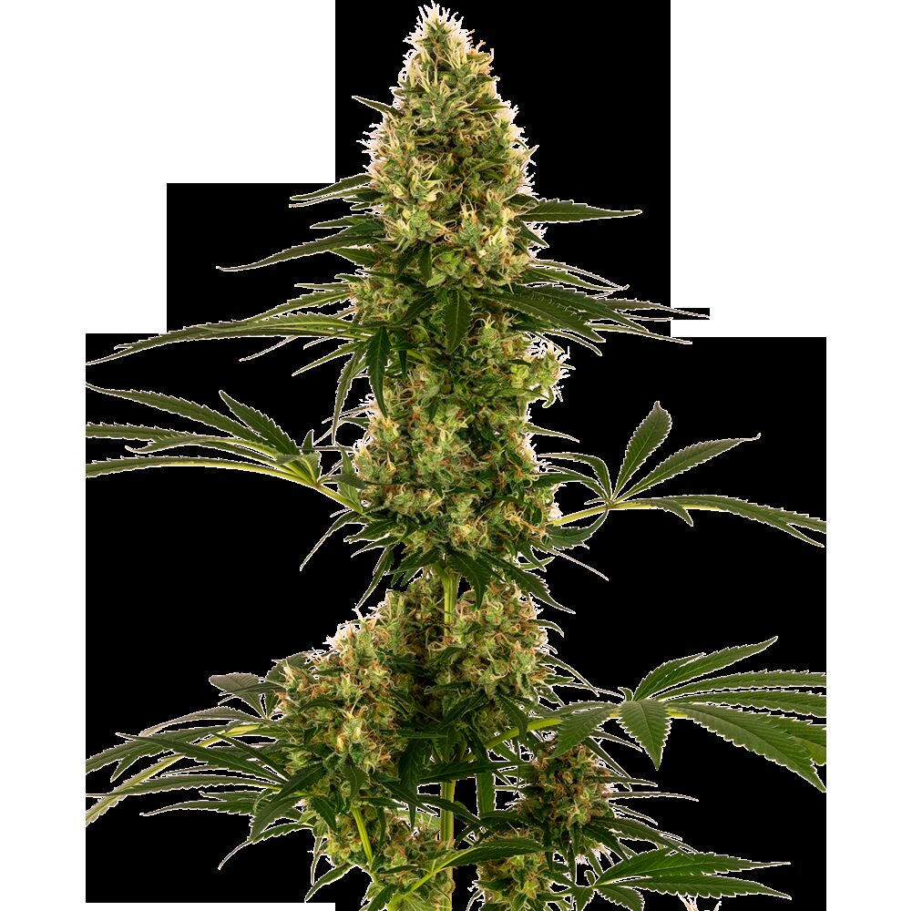#119 Auto — Sensi Seeds
