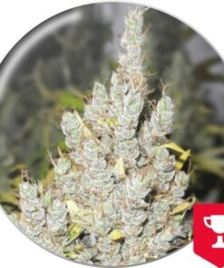 2046 — Medical Seeds