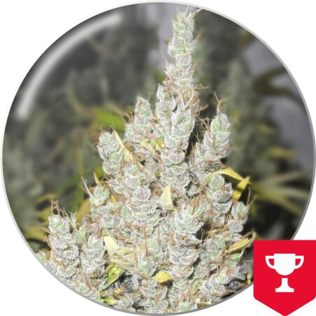 2046 — Medical Seeds
