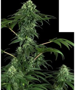 420 Punch Fem — Sensi Seeds
