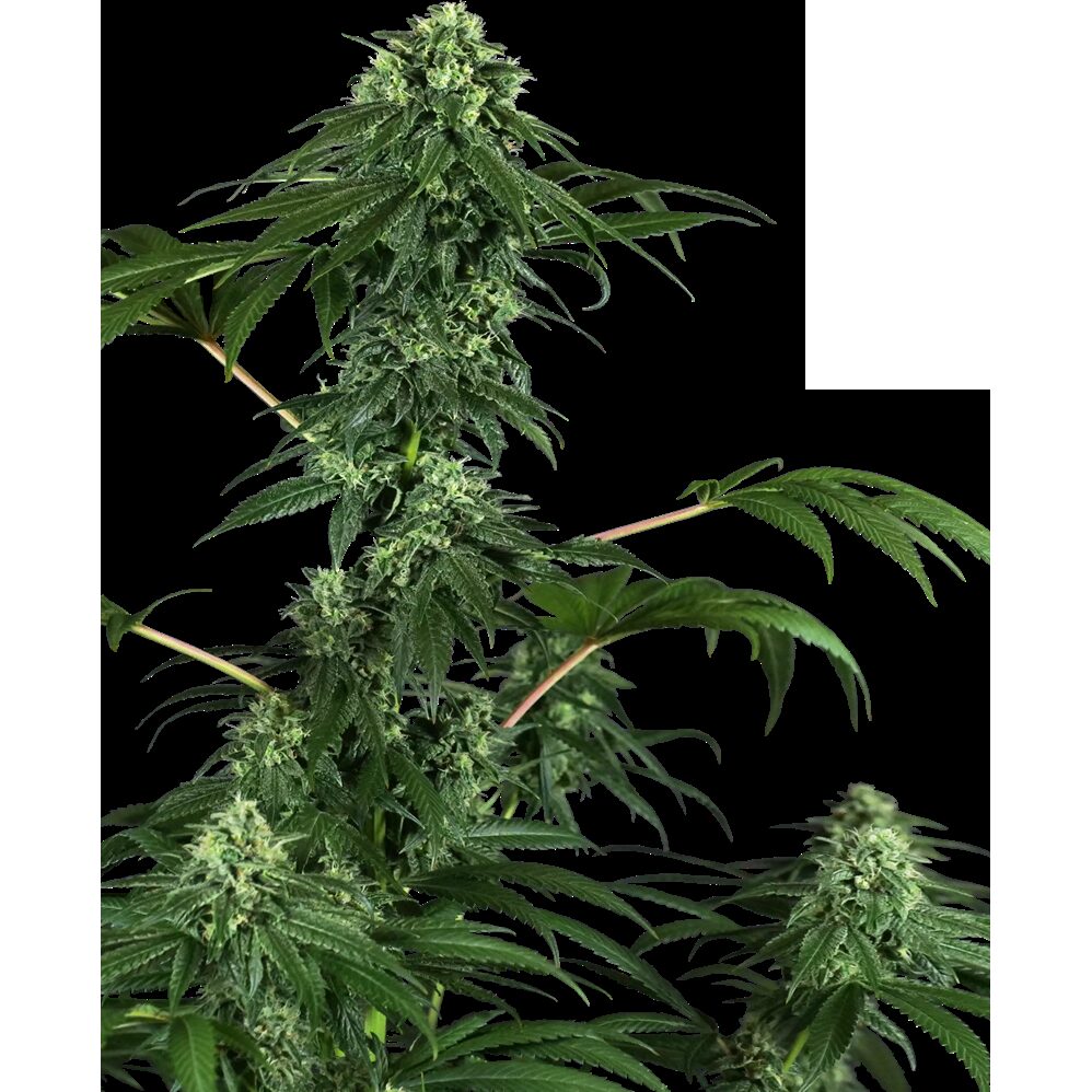 420 Punch Fem — Sensi Seeds