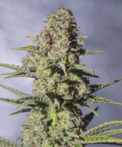 9 Milimetros Fem — Exclusive Seeds