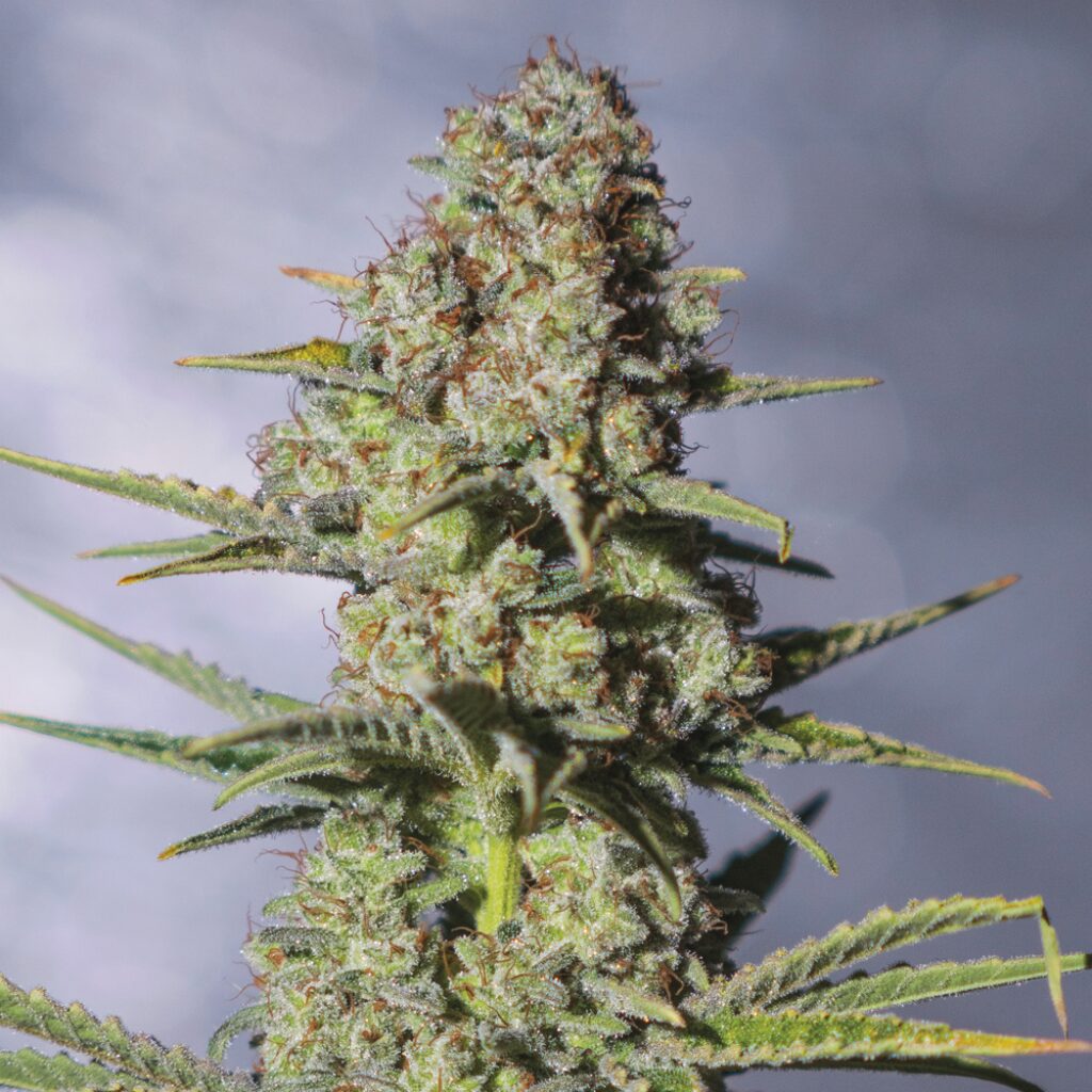 9 Milimetros Fem — Exclusive Seeds