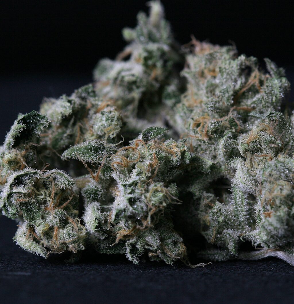 A-Train Fem — TH Seeds A-Train Fem — TH Seeds