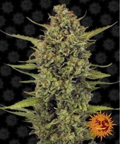 Acapulco Gold Fem — Barney's Farm