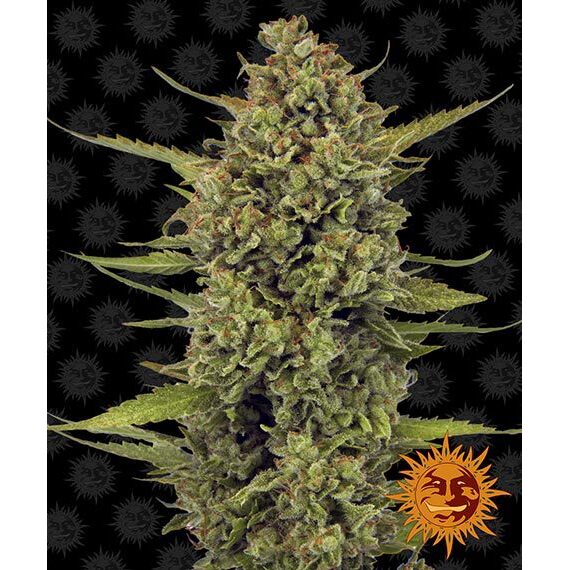 Acapulco Gold Fem — Barney's Farm