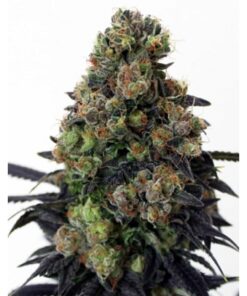 Acid Dough Fem — Ripper Seeds