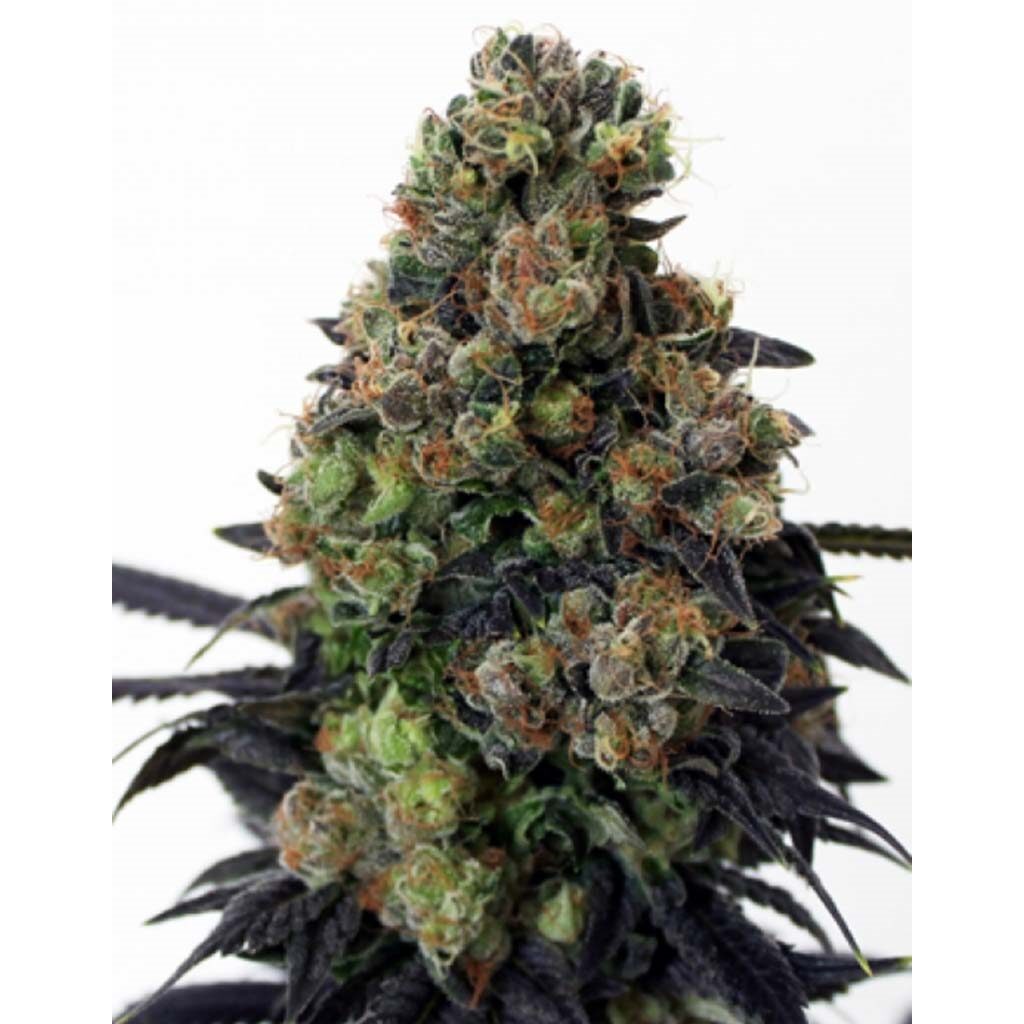 Acid Dough Fem — Ripper Seeds