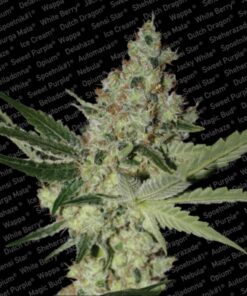 Acid Fem — Paradise Seeds