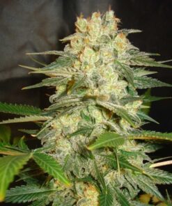 Afgan Kush Ryder Auto — World of Seed