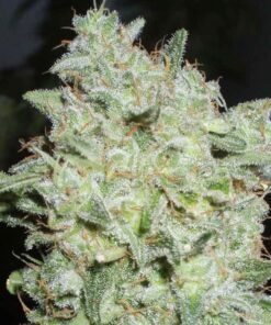 Afgan Kush X Black Domina Fem — World of Seed