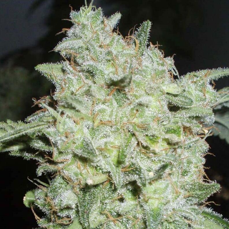 Afgan Kush X Black Domina Fem — World of Seed