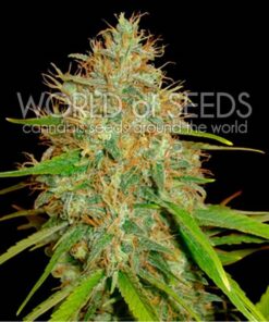 Afgan Kush X White Widow Fem — World of Seed