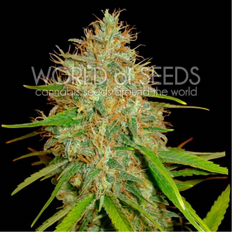 Afgan Kush X White Widow Fem — World of Seed