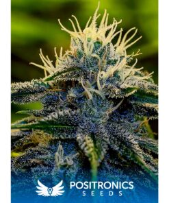 Afghan Auto — Positronics