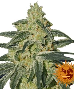 Afghan Hash Plant 10Und Reg — Barney's Farm