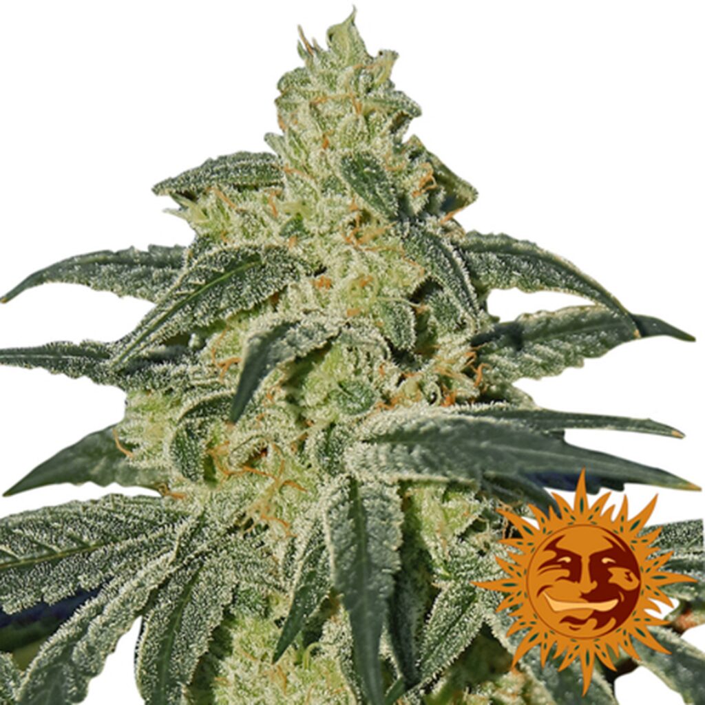 Afghan Hash Plant 10Und Reg — Barney's Farm
