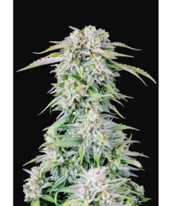 Afghan Kush Auto — FastBuds Seeds