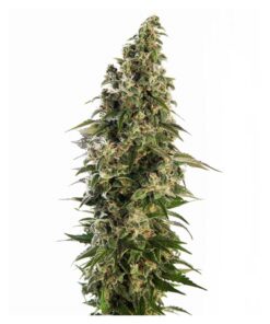 Afghani #1 Auto — Sensi Seeds