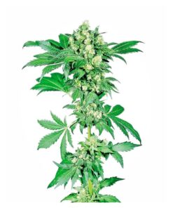 Afghani #1 Fem — Sensi Seeds