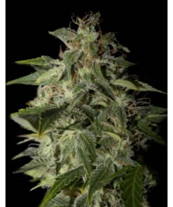 Afgooey Fem — Strain Hunters