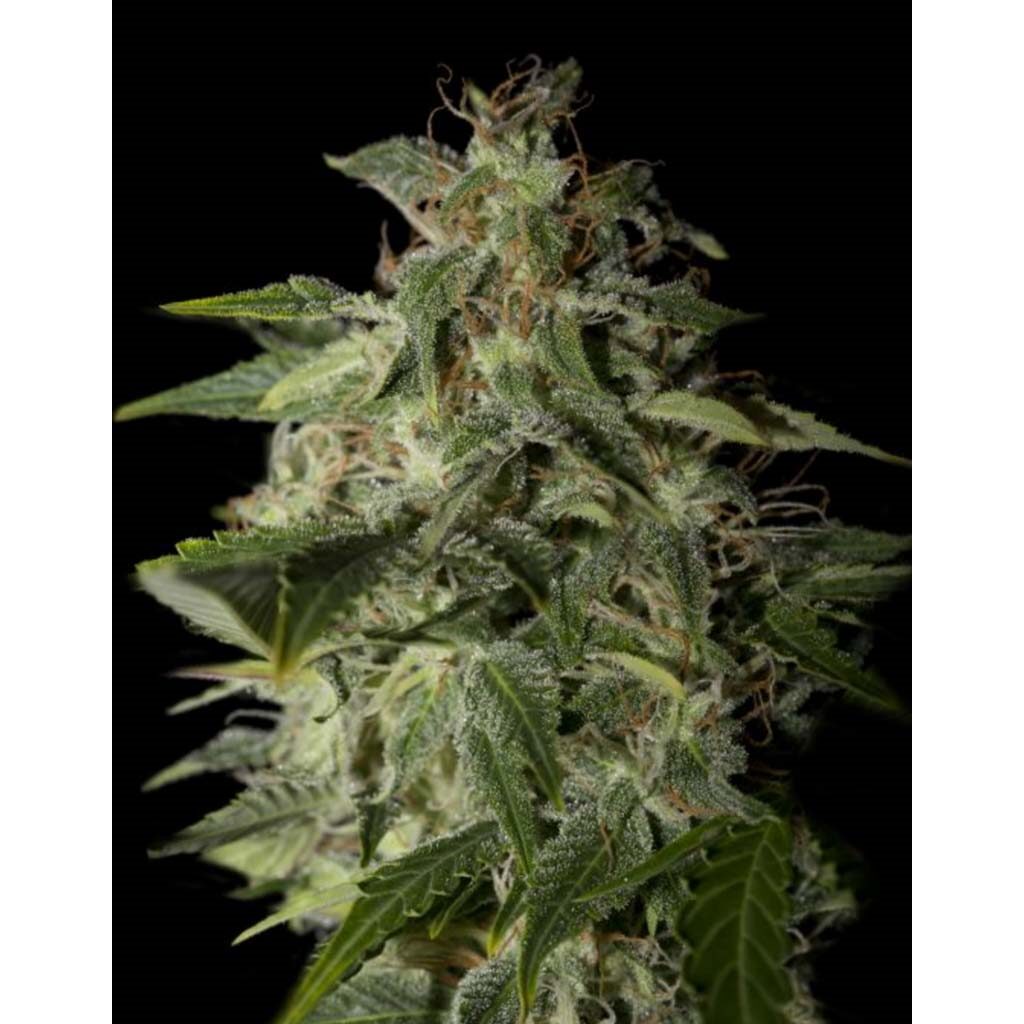 Afgooey Fem — Strain Hunters