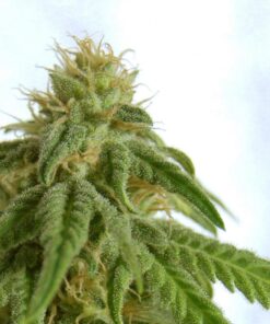 Afrodite Fem — Kannabia Seeds