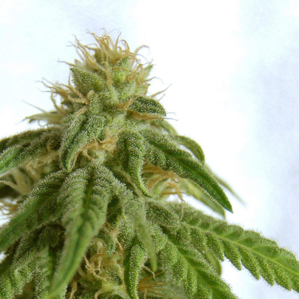 Afrodite Fem — Kannabia Seeds