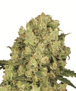 Ak-48 Fem — Nirvana