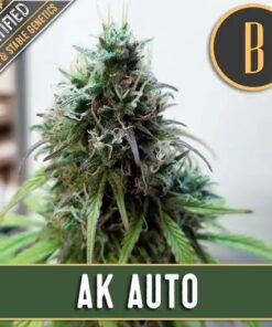 AK Auto — Blimburn Seeds