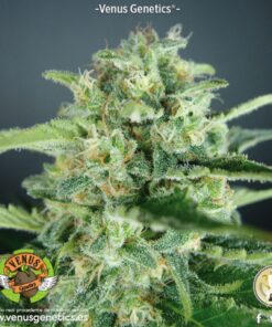 AKtombe Auto — Venus Genetics