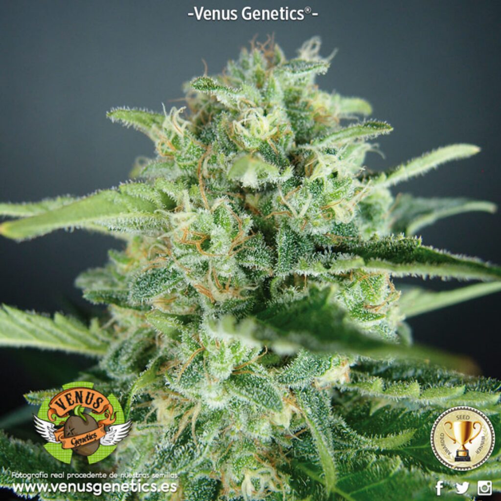 AKtombe Auto — Venus Genetics