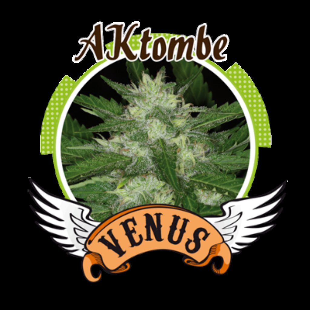 AKtombe Fem — Venus Genetics AKtombe Fem — Venus Genetics