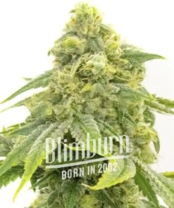 Alien OG Fem — Blimburn Seeds